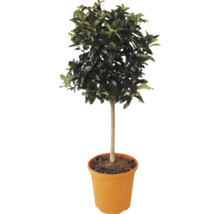 Agrume sur tige avec une couronne de feuilles vertes denses dans un pot en plastique.