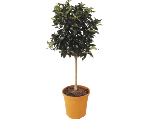 Agrume sur tige avec une couronne de feuilles vertes denses dans un pot en plastique.
