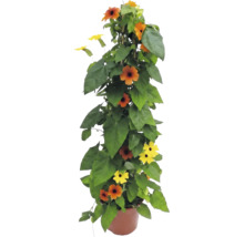Schwarzäugige Susanne Thunbergia alata im Topf, Kletterpflanze mit orangefarbenen und gelben Blüten.