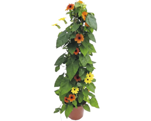 Schwarzäugige Susanne Thunbergia alata im Topf, Kletterpflanze mit orangefarbenen und gelben Blüten.