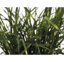 Roseau de Chine nain FloraSelf Miscanthus sinensis 'Strictus Dwarf' h 10-100 cm p 14 cm