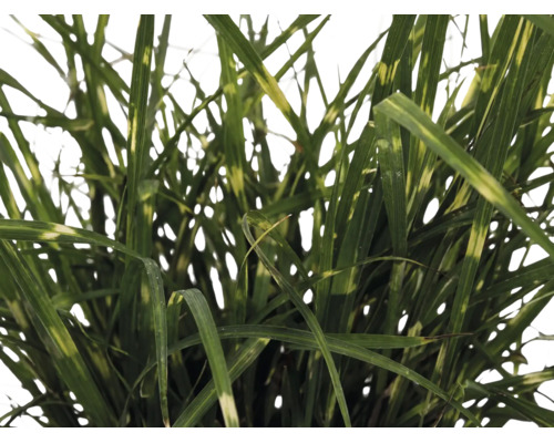 Roseau de Chine nain FloraSelf Miscanthus sinensis 'Strictus Dwarf' h 10-100 cm p 14 cm