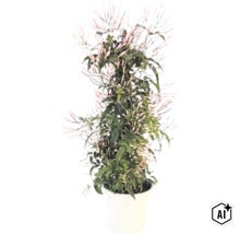 Jasmin-Pflanze im weißen Topf mit grünen Blättern und rosa Blütenknospen. (Image AI modified or generated)