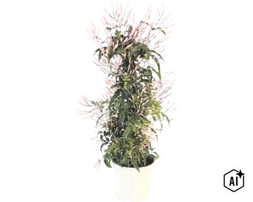 Jasmin-Pflanze im weißen Topf mit grünen Blättern und rosa Blütenknospen. (Image AI modified or generated)