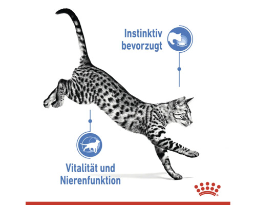 Eine springende Katze mit Hinweisen zu instinktiver Bevorzugung, Vitalität und Nierenfunktion sowie dem Royal Canin Logo.