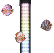 Éclairage LED pour aquarium avec trois poissons discus