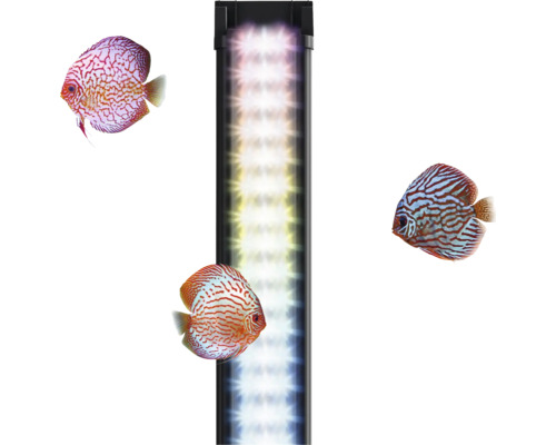 Éclairage LED pour aquarium avec trois poissons discus