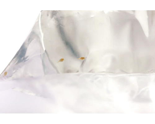 Trois petites crevettes Artemia vivantes dans un sac en plastique transparent comme nourriture pour poissons