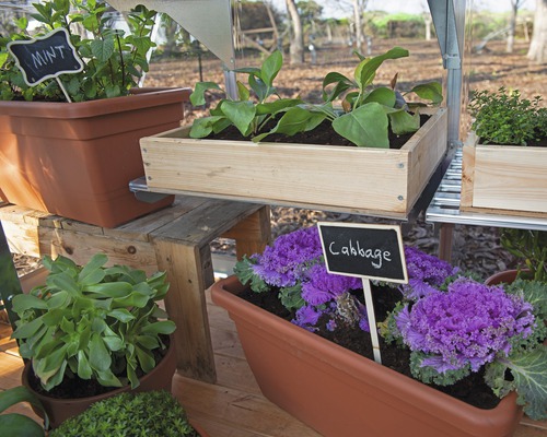 Diverses herbes et légumes en pots et bacs sur une étagère dans la serre.