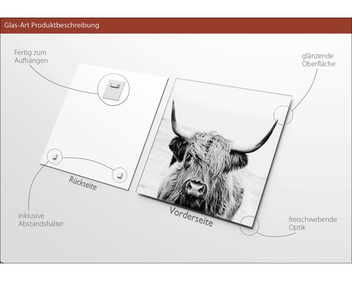 Glasbild mit Hochlandrind Motiv, inklusive Abstandshalter und Aufhängevorrichtung