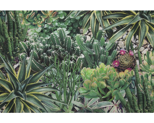 Gros plan sur diverses plantes grasses et cactus