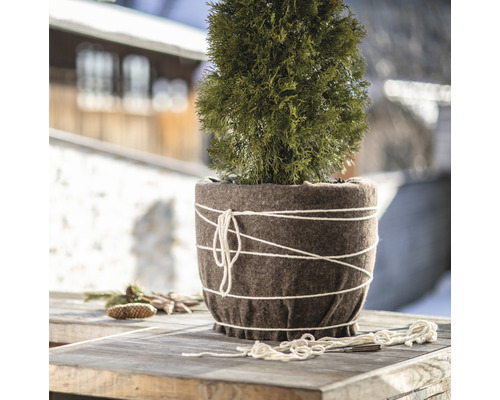 Thuja dans un pot avec protection hivernale sur une table