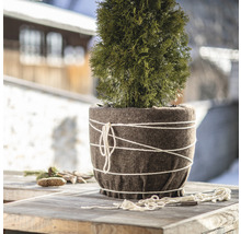 L''image montre un cyprès en pot avec un revêtement en feutre et un cordon sur une table.
