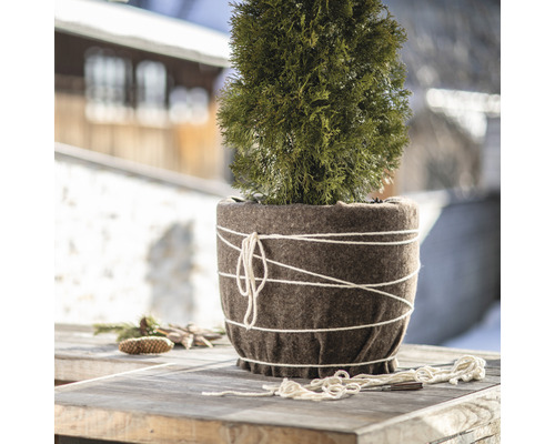 L''image montre un cyprès en pot avec un revêtement en feutre et un cordon sur une table.
