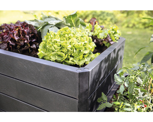 Jardinière surélevée en plastique avec des salades