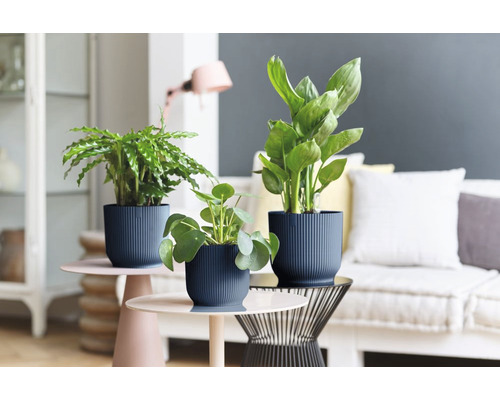 Plantes d''intérieur décoratives dans des pots structurés sur des tables d''appoint dans un salon.