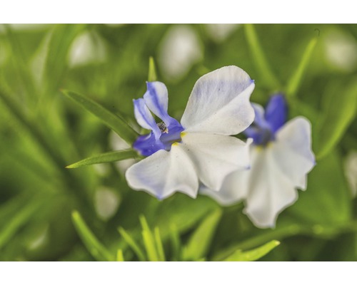 Gros plan d''une fleur de némésie avec des pétales blancs et bleus