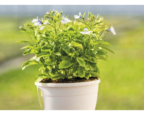 Pot avec des plantes de Scaevola à fleurs blanches
