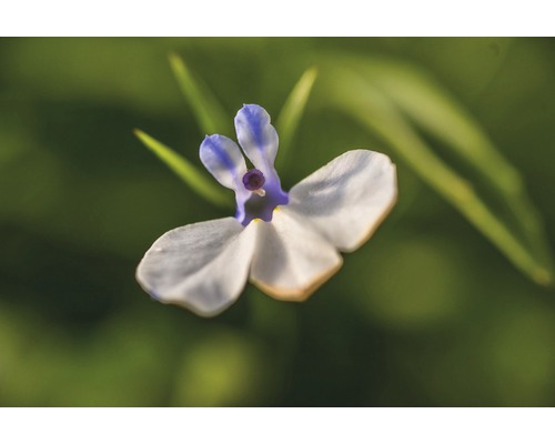 Gros plan d''une plante de lobélia dans le jardin