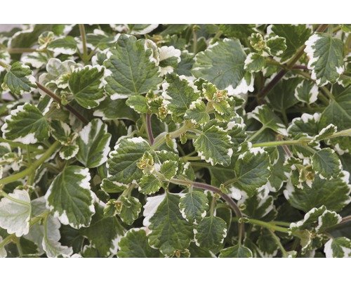 Gros plan sur un Plectranthus aux feuilles vertes et blanches