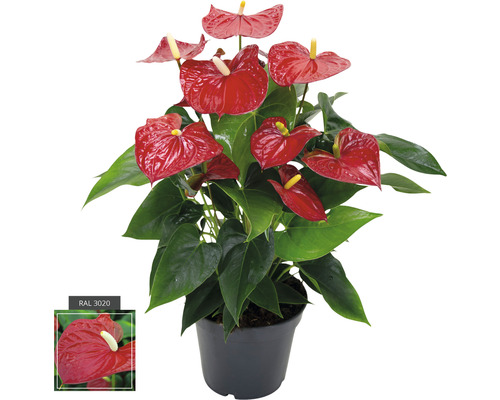 Flamingoblume/ Anthurie rot FloraSelf Anthurium andreanum H ca. 50 cm Ø 17 cm Topf Anthurie Zimmerpflanze mit roten Blüten in schwarzem Topf