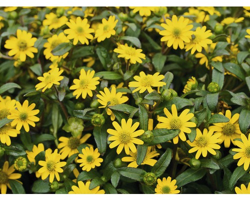 Marguerite de rocaille avec fleurs jaunes et feuilles vertes.