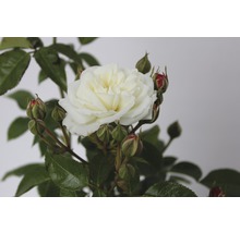 Weisse Rose mit Knospen