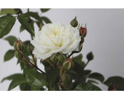 Weisse Rose mit Knospen