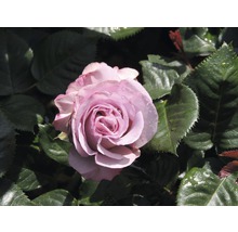 Gros plan d''une seule rose mauve avec des feuilles vertes