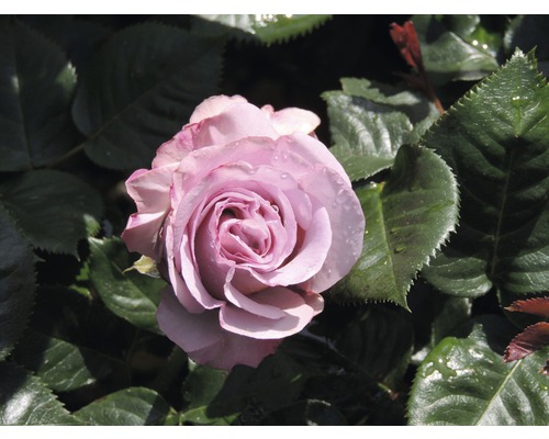 Gros plan d''une seule rose mauve avec des feuilles vertes