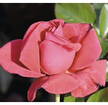 Gros plan d''une seule rose rouge