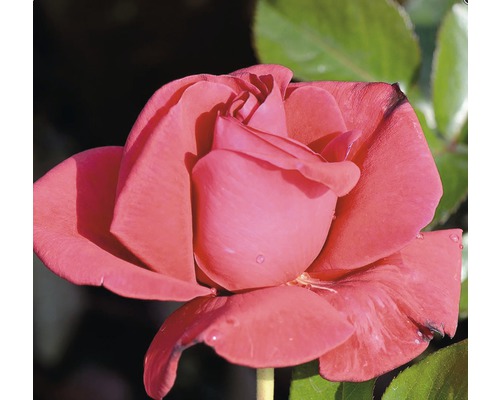 Gros plan d''une seule rose rouge