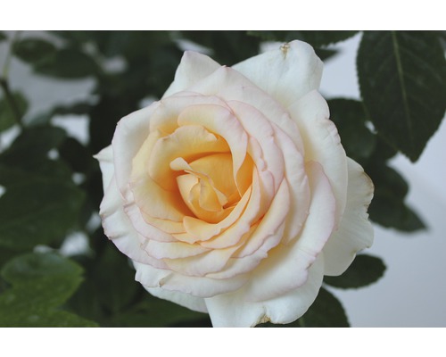 Nahaufnahme einer einzelnen Rose mit Blütenblättern