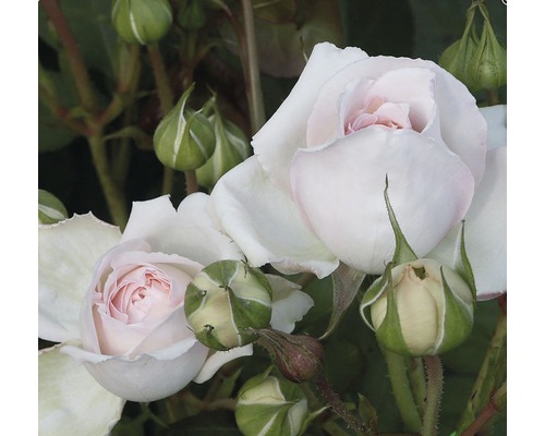 Nahaufnahme von weißen Rosenblüten mit grünen Knospen