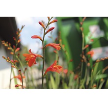 Montbretie Pflanze mit Blüten