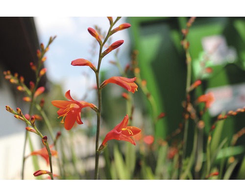 Montbretie Pflanze mit Blüten