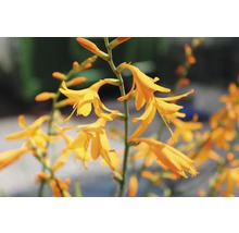 Nahaufnahme von Montbretienblüten