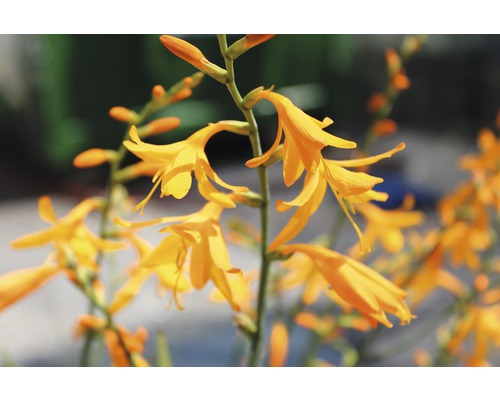 Nahaufnahme von Montbretienblüten