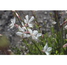 Plante de Gaura avec des fleurs blanches