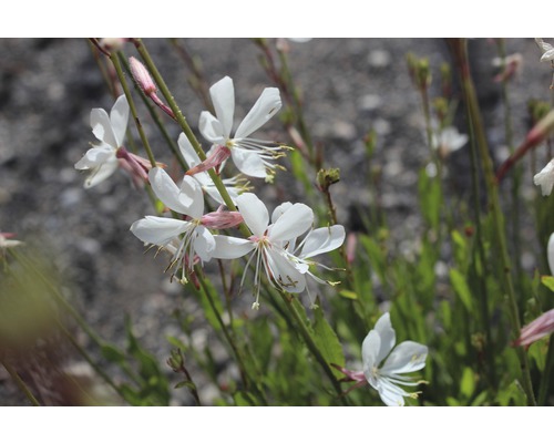 Plante de Gaura avec des fleurs blanches