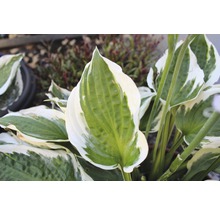 Funkienpflanze mit grünen und hellen Blättern