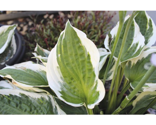 Funkienpflanze mit grünen und hellen Blättern