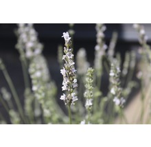 Gros plan sur l''inflorescence de lavande