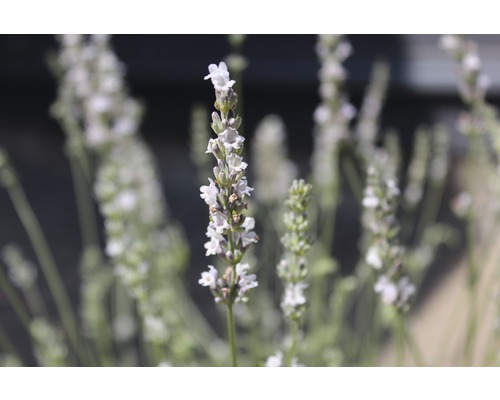 Gros plan sur l''inflorescence de lavande