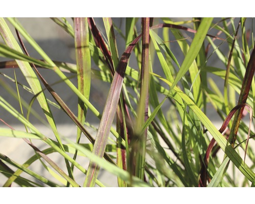 Detailaufnahme von Ziergras im Garten