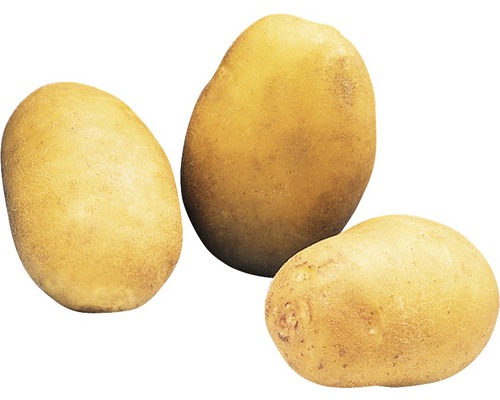 Drei ungeschälte Speisekartoffeln