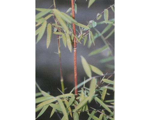 Plante de bambou avec feuilles