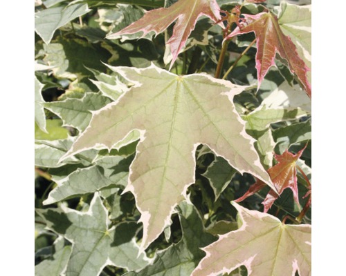 Érable plane de Norvège FloraSelf® Acer platanoides 'Drummondii' 400-450 cm