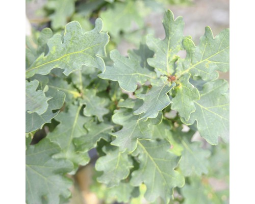 Chêne pédonculé FloraSelf® Quercus rubor 400-450 cm
