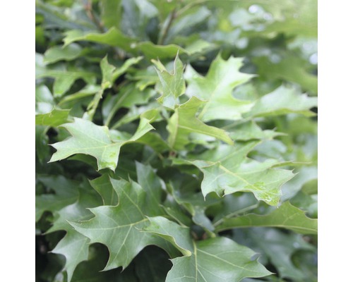 Chêne des marais FloraSelf® Quercus palustris 'Green Dwarf' 400-450 cm